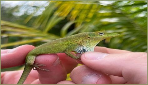 Are Green Anole Lizards Good Pets?